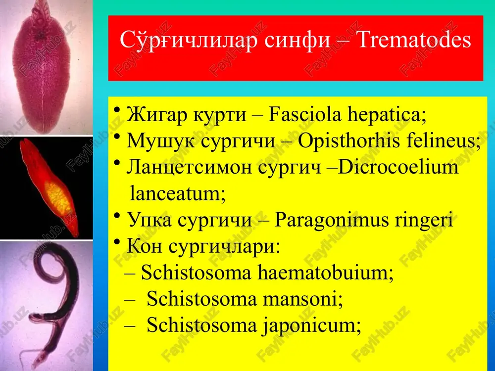 so'rg'ichlilar sinfi –trematodes — PPTX
