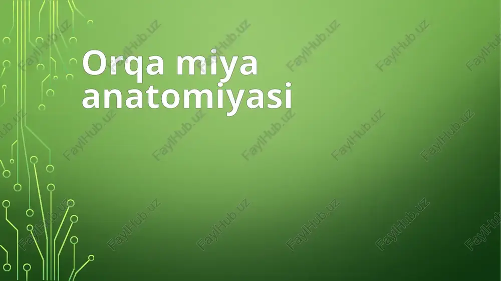 orqa miya anatomiyasi — PPTX