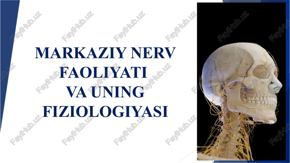markaziy nerv faoliyati va uning fiziologiyasi — PPTX