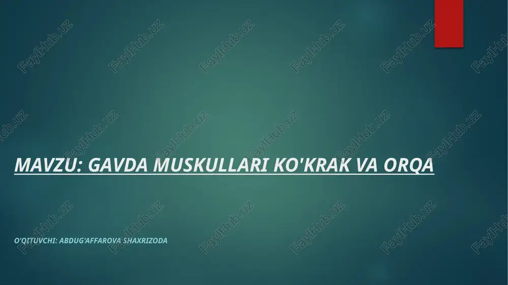 gavda muskullari ko'krak vaorqa — PPTX