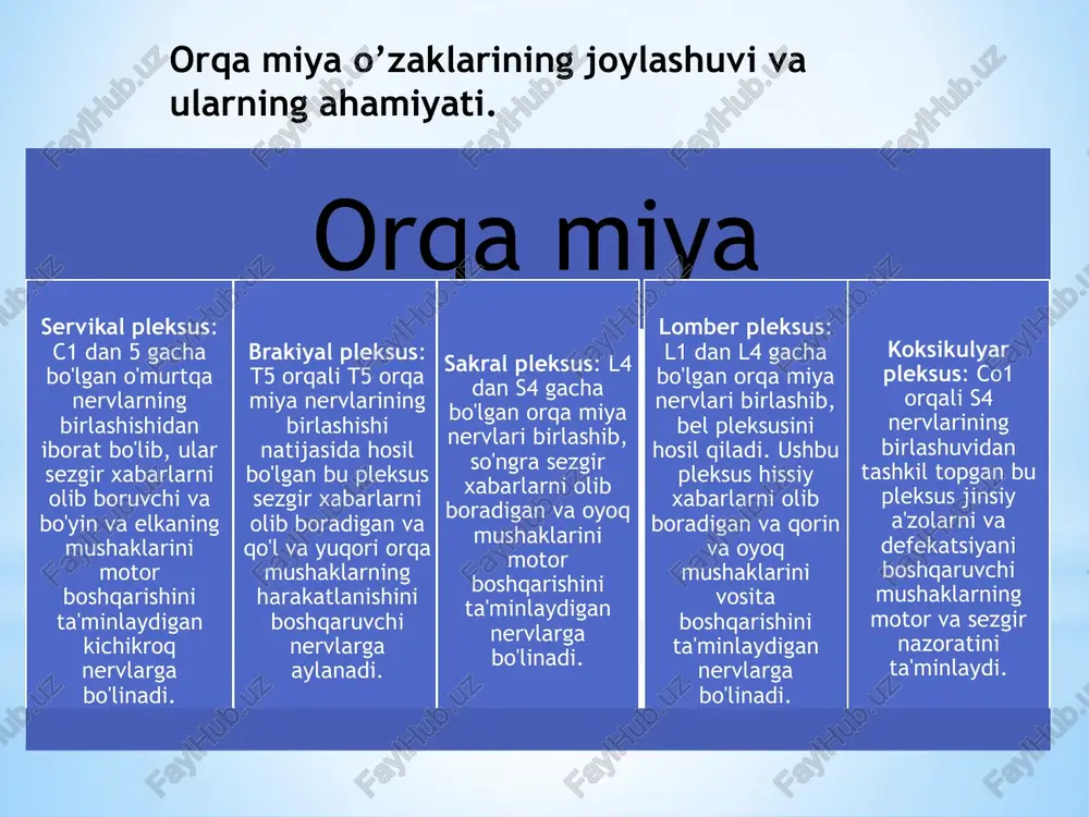 orqa miya o’zaklarining joylashuvi va ularning ahamiyati — PPTX