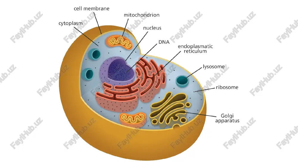 endoplasmic reticulum (er) structure — PPTX