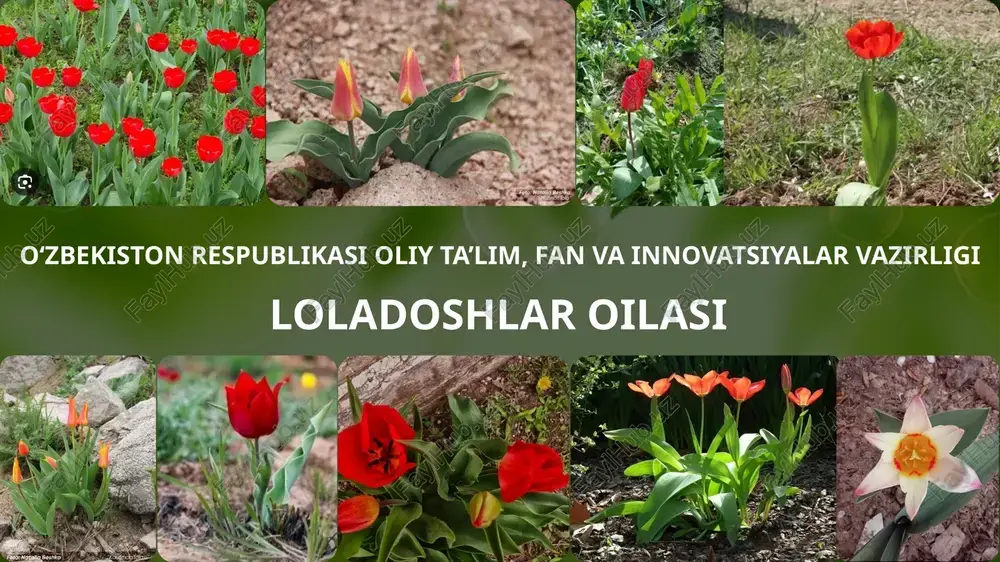 loladoshlar oilasi — PPTX