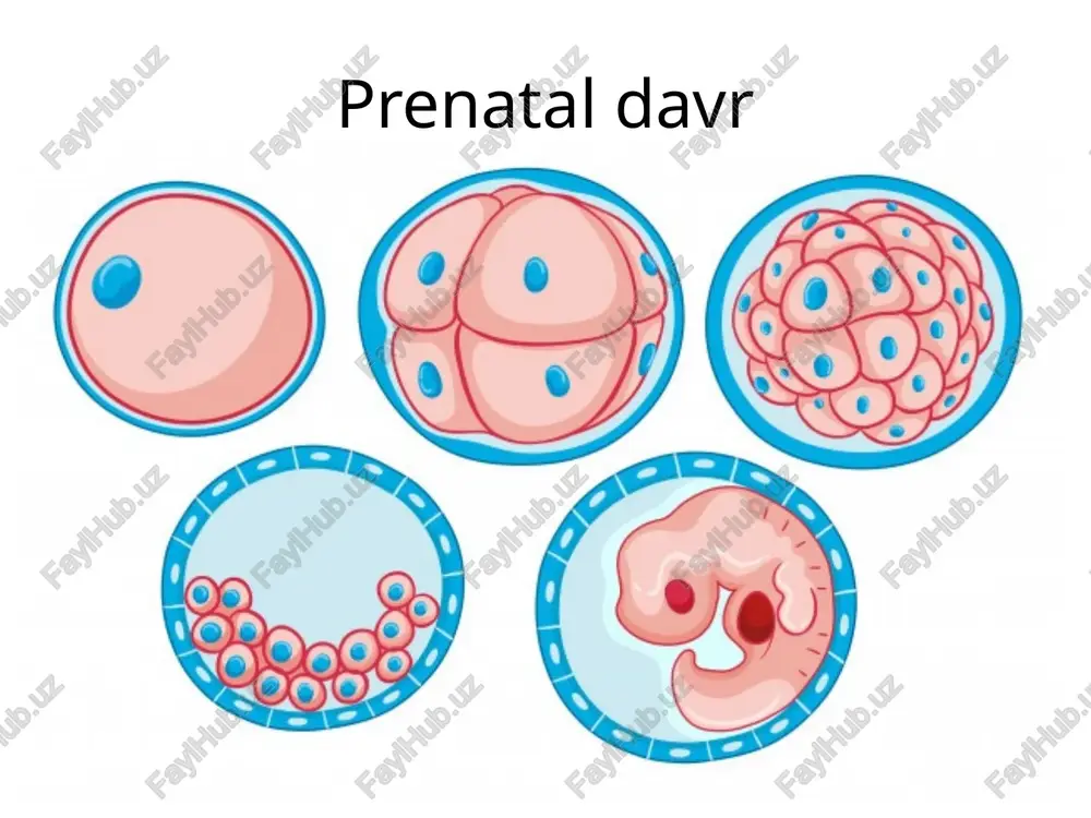 prenataldavr — PPTX