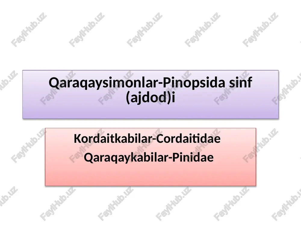 kordaitkabilar-cordaitidae — PPTX