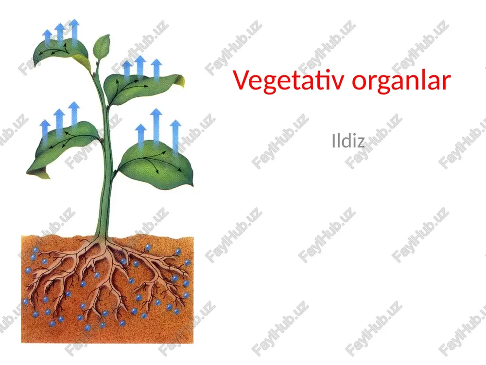 ildiz — PPTX