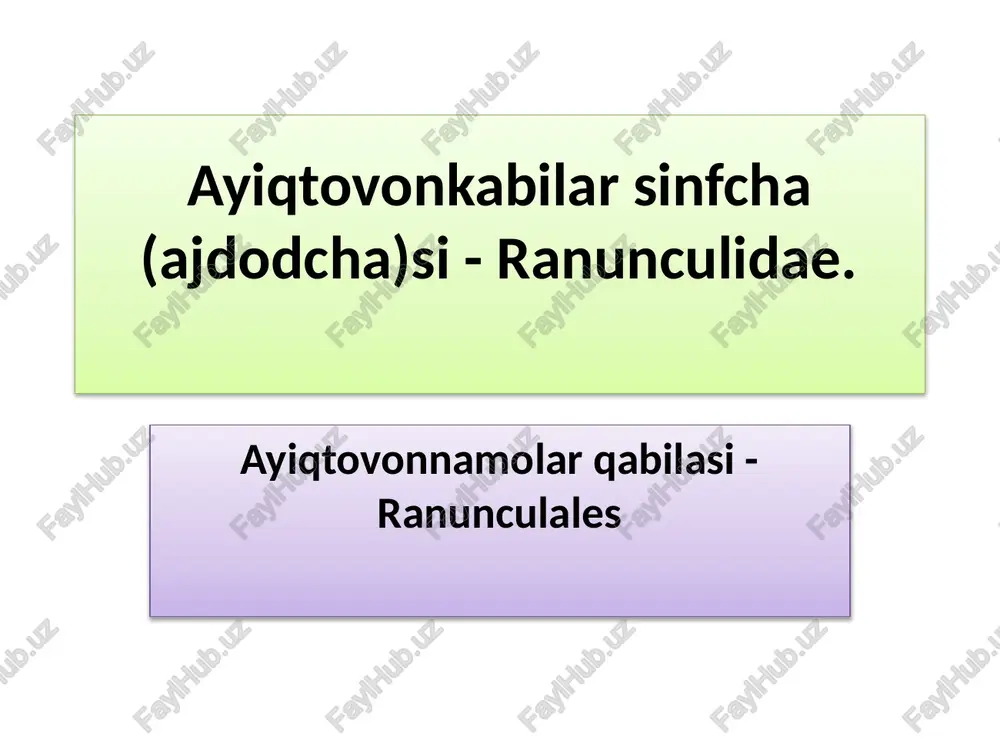ayiqtovon (ranunculidae) — PPTX