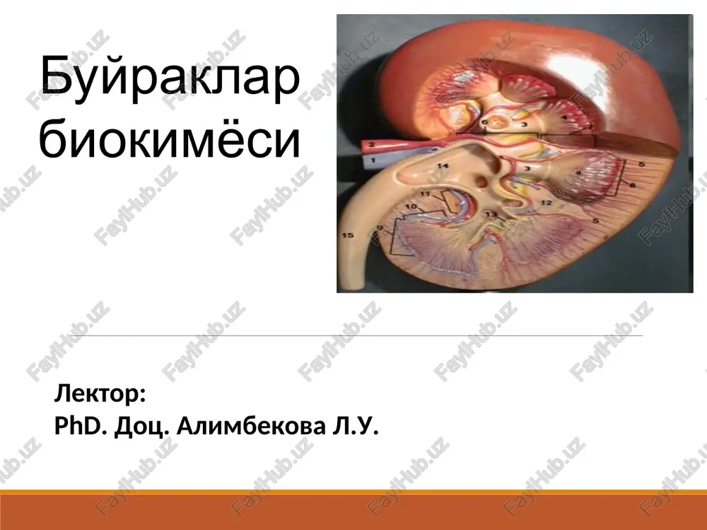 buyraklar — PPT
