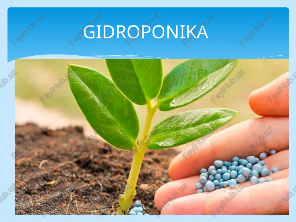 gidroponika — PPT