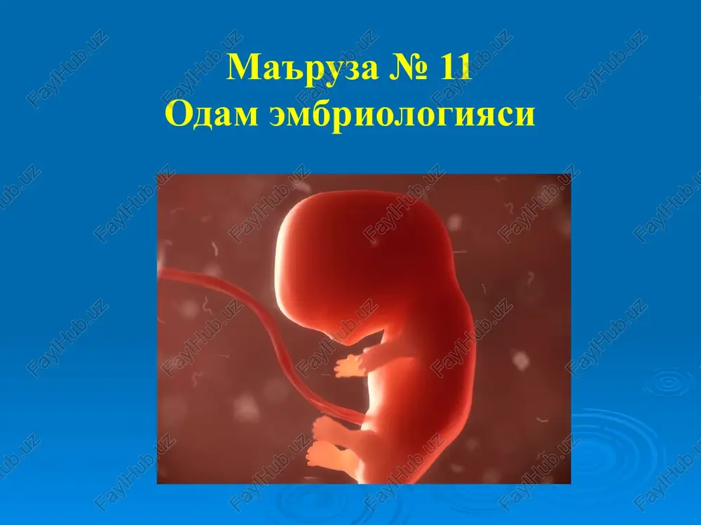 odam embriologiyasi — PPT