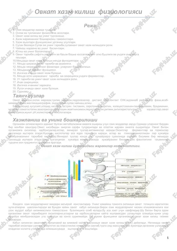 ovkat xazm kilish fiziologiyasi — DOC