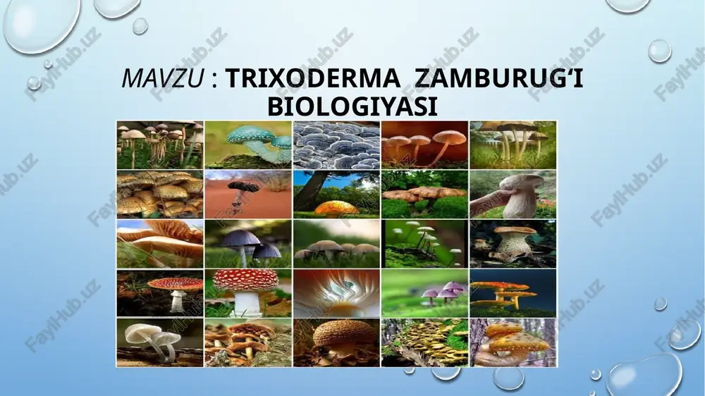 trixoderma zamburug'i biologiyasi — PPTX