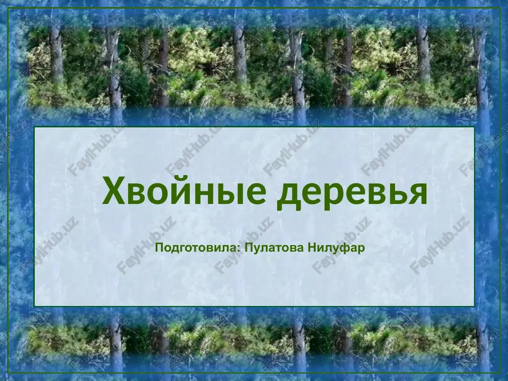 sosna obiknovennaya — PPTX