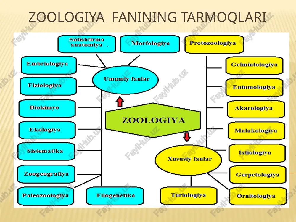 "zoologiyafaniningtarmoqlari" — PPTX