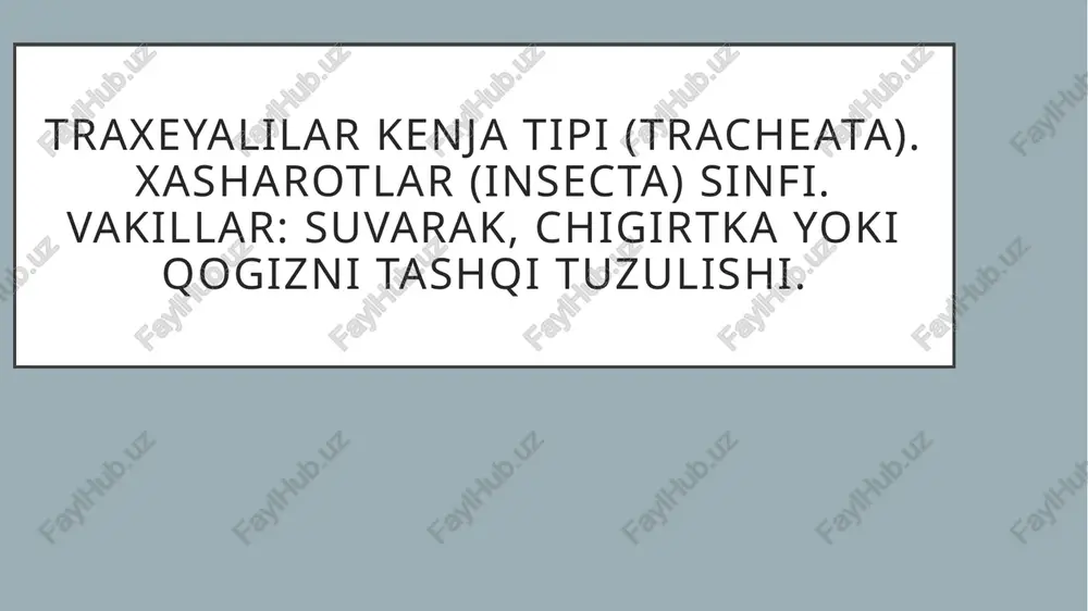 hashorotlar (insecta) — PPTX