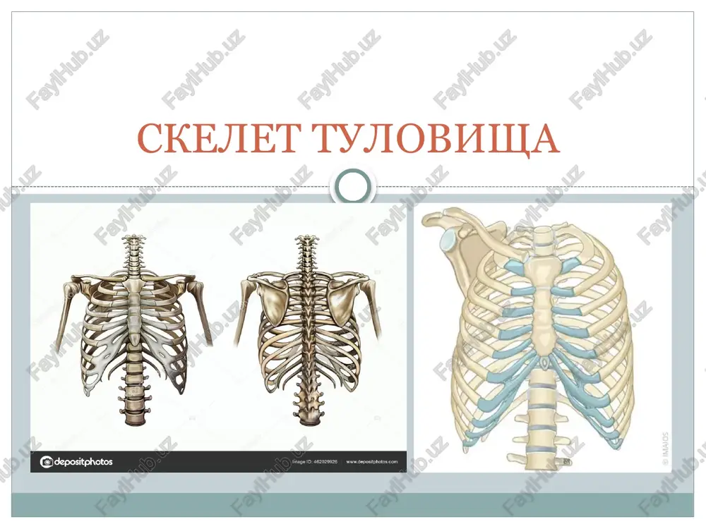 skelet tulovisha — PPTX