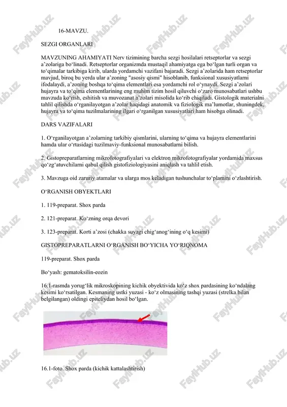 sezgi organlari — DOCX
