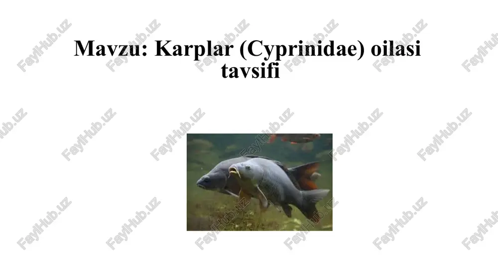 karplar(cyprinidae) oilasining tavsifi — PPTX