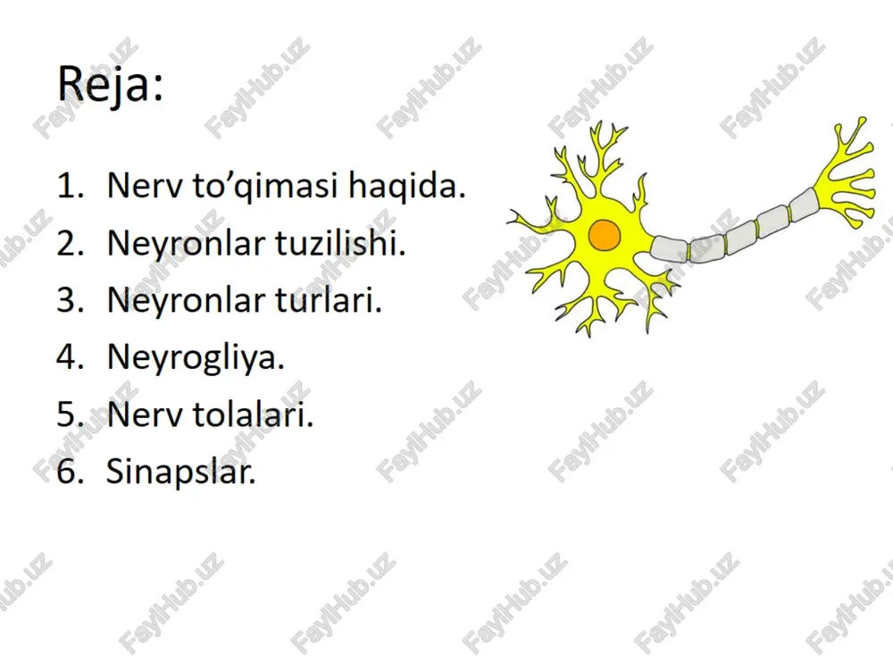 nerv to’qimasi haqida — PPT