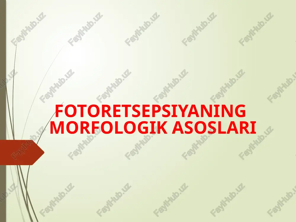 fotoretsepsiyaning morfologik asoslari — PPTX