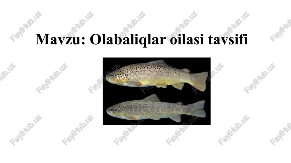 olabaliqlar oilasi tavsifi — PPTX