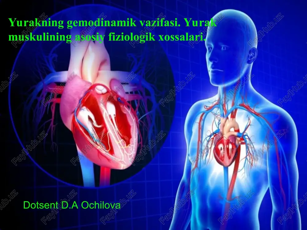 yurakning gemodinamik vazifasi — PPT