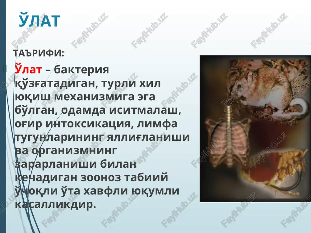 o'lat — PPT