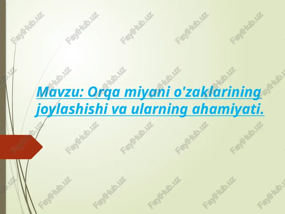 orqa miyani tuzulishi — PPTX