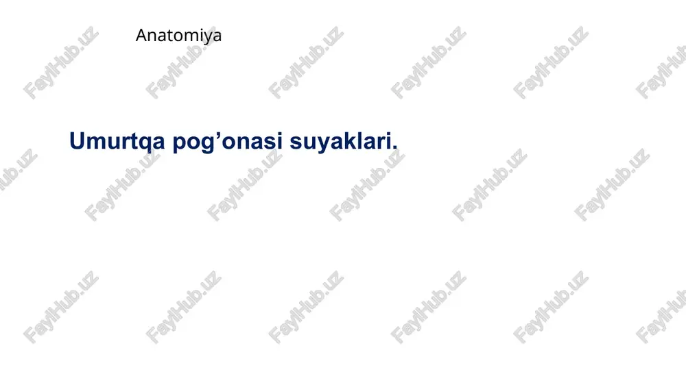 anatomiya umurtqapog’onasi suyaklari — PPTX