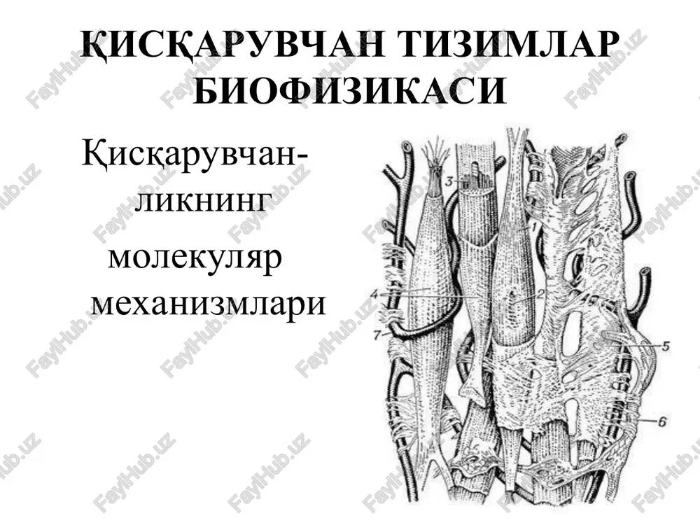 qisqaruvchan tizimlar biofizikasi — PPT