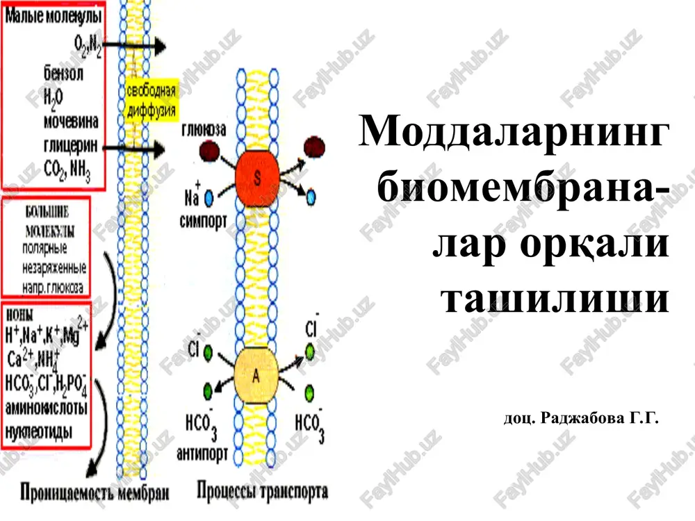moddalarning biomembranalar orqali tashilishi — PPT