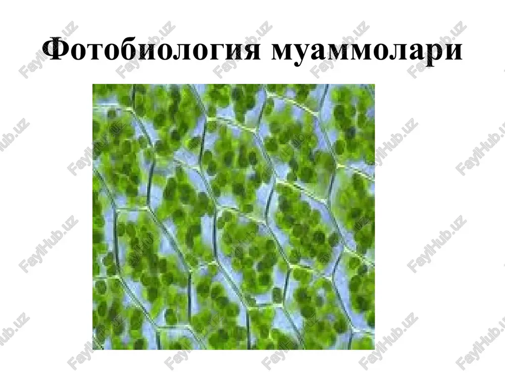 fotobilogiya — PPT