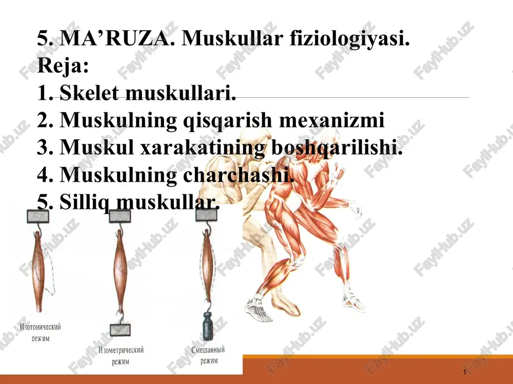 ma'ruza: muskullar fiziologiyasi — PPT