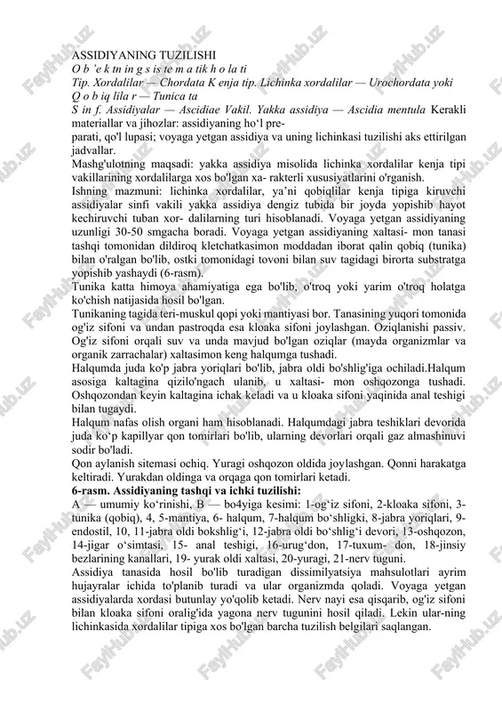 assidiyaning tuzilishi — DOCX