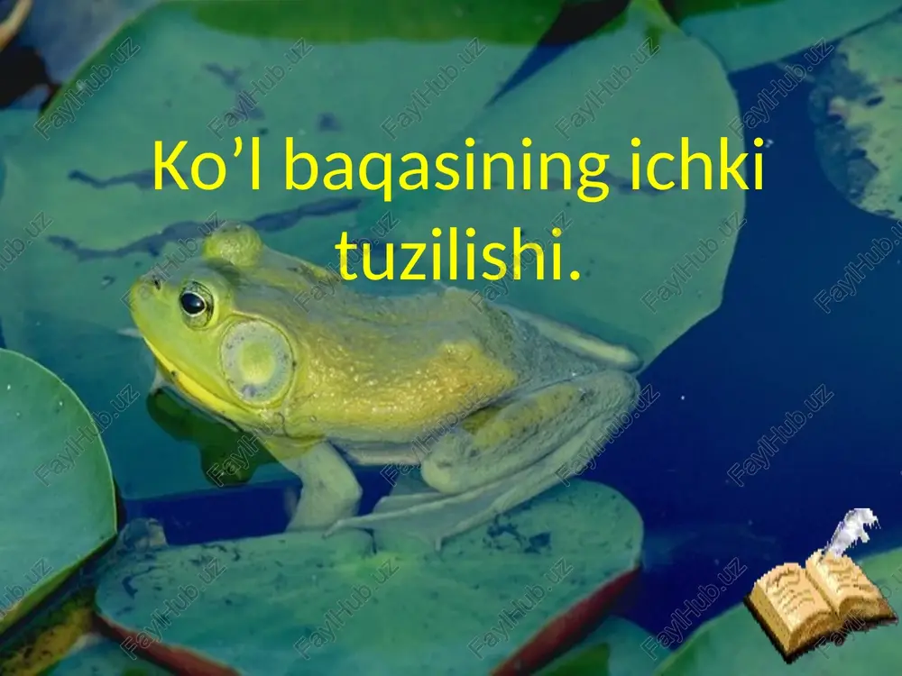 ko’lbaqasining ichki tuzilishi — PPTX