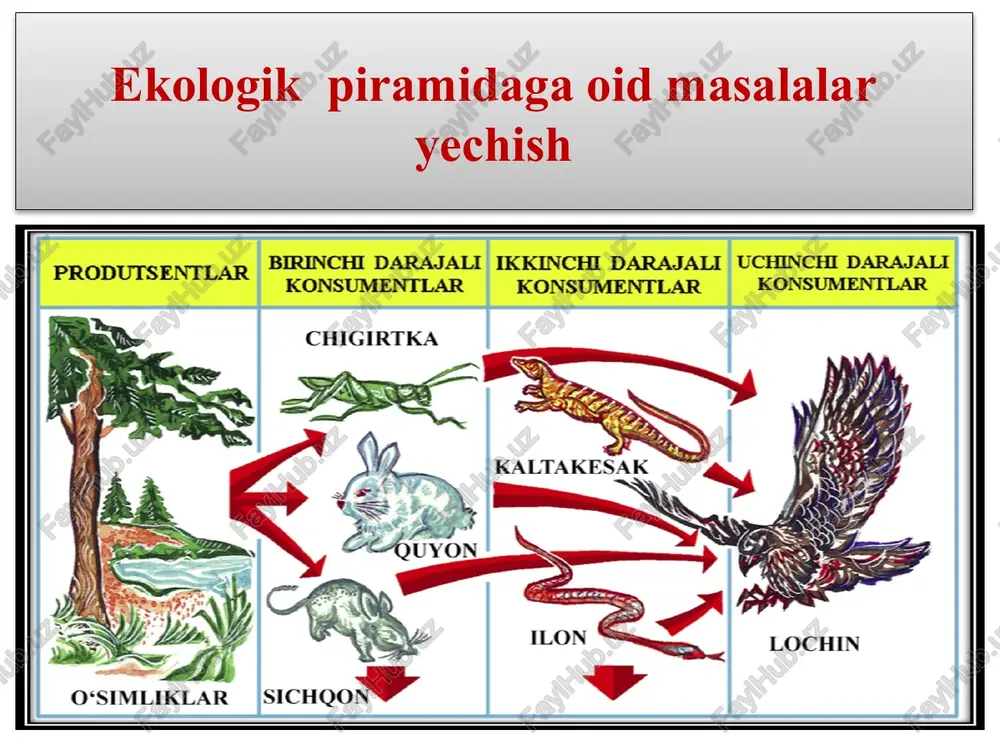 ekologik piramidaga oid masalalar yechish — PPTX