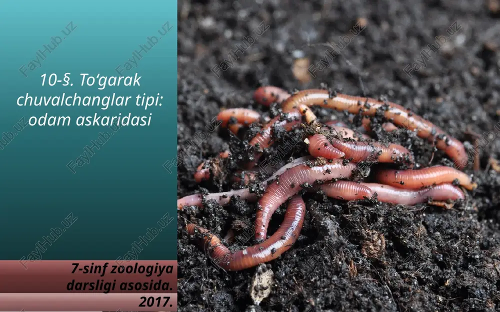 to‘garakchuval changlar tipi: odam askaridasi — PPTX