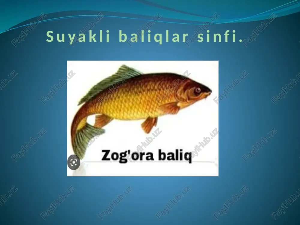 suyakli baliqlar sinfi — PPTX