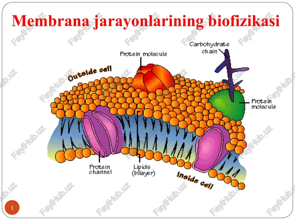 membrana jarayonlarining biofizikasi — PPT