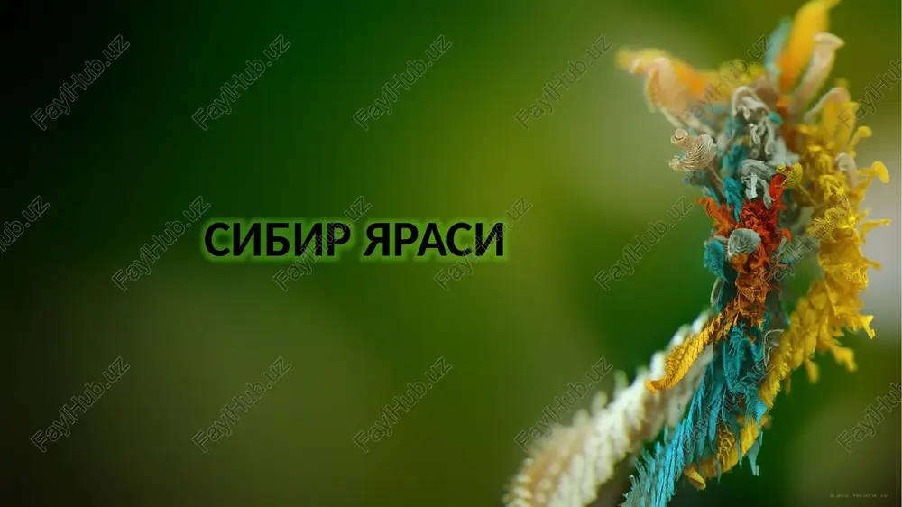 sibir yarasi — PPTX