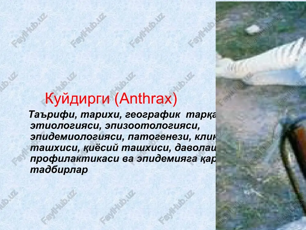 kuydirgi (anthrax) — PPTX