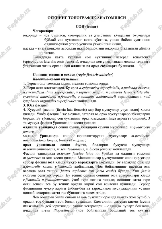 oyoqning topografik anatomiyasi — DOCX