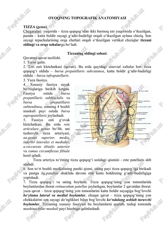 oyoqning topografik anatomiyasi — DOCX