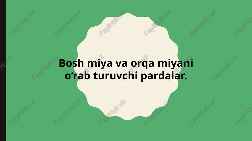 boshmiyavaorqamiyaninganatomiyasi — PPTX