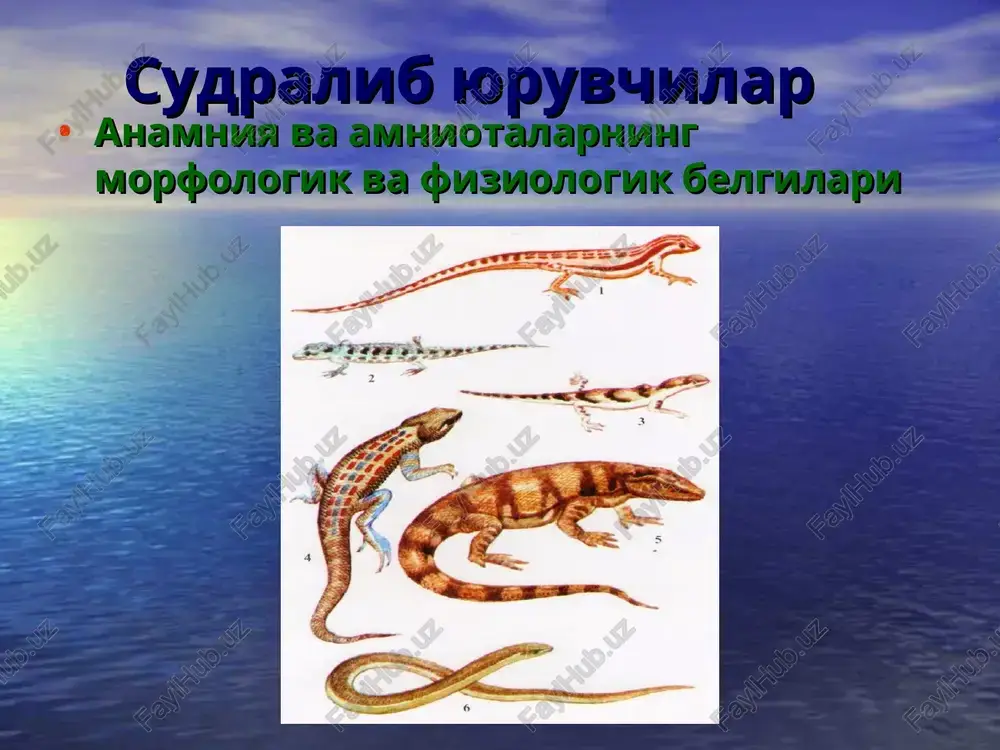 sudralib yuruvchilar — PPT