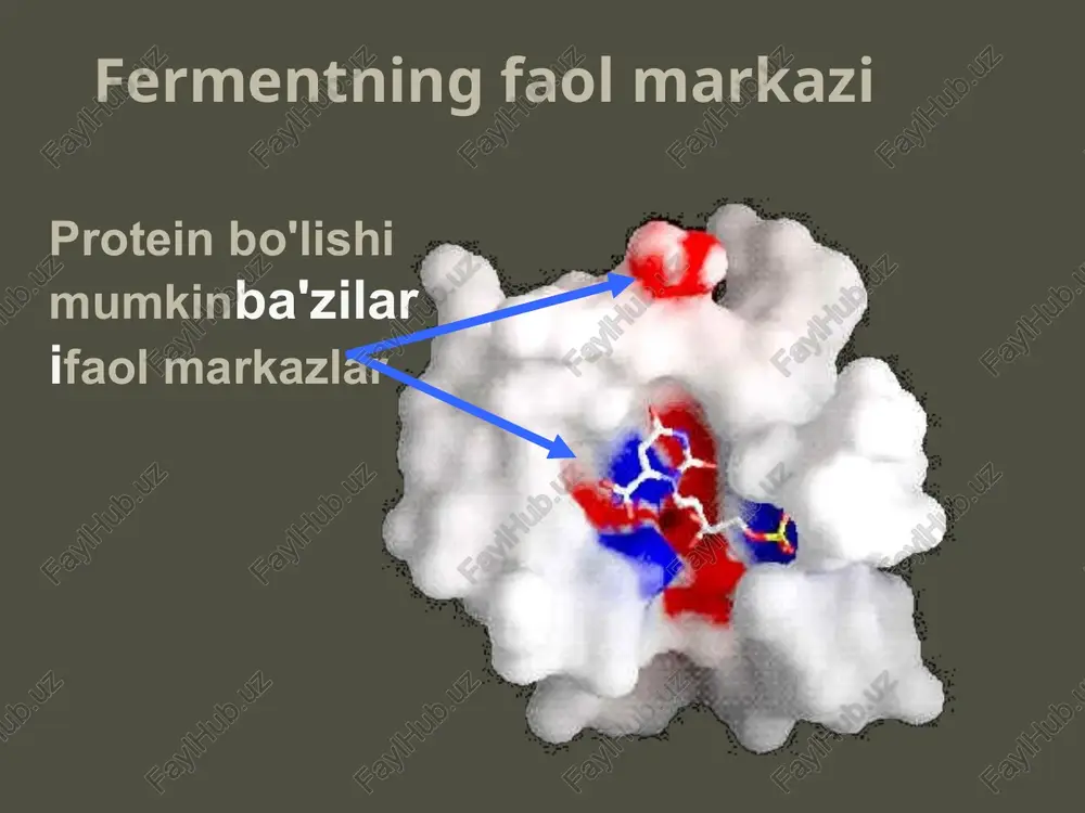 fermentlarning faol markazlari — PPTX