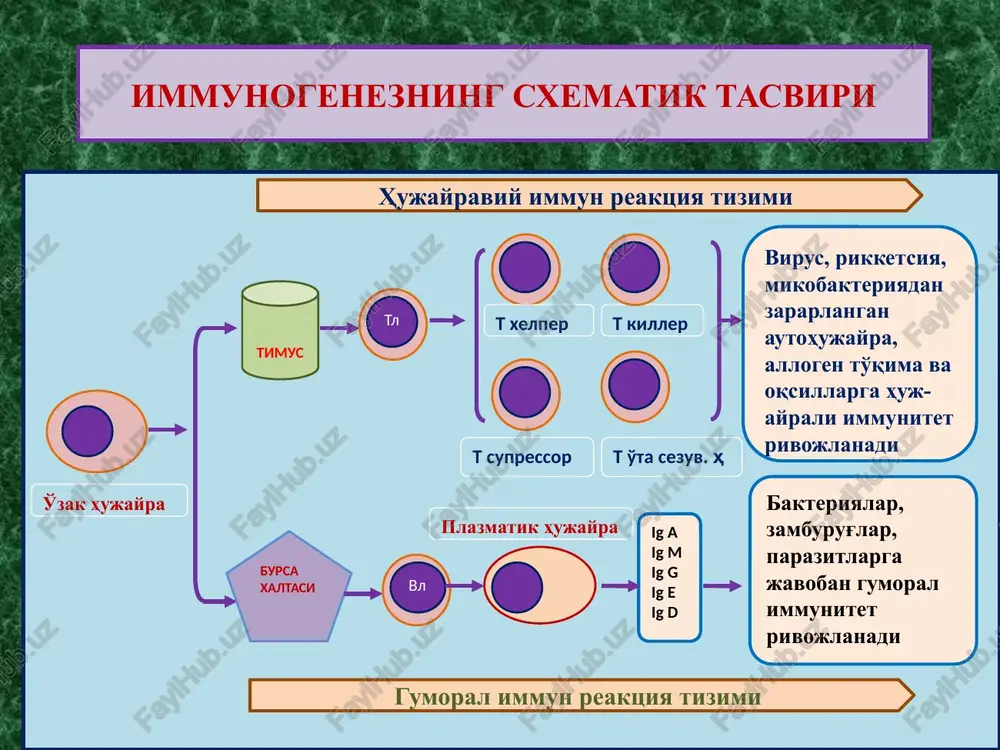 immunogenezning sxematik tasviri — PPTX