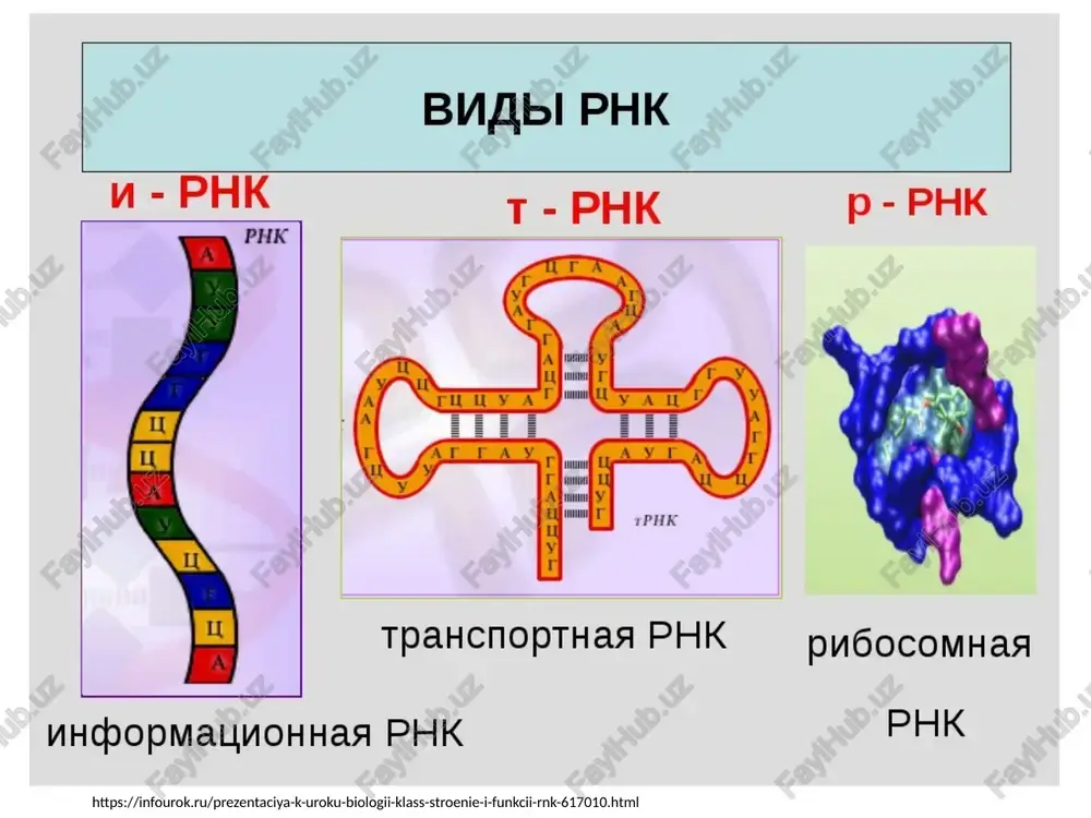 rnk i dnk — PPTX