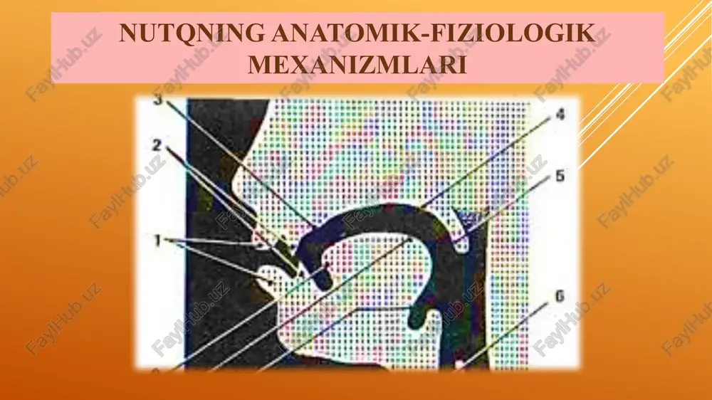 nutqning anatomik-fiziologik mexanizmlari — PPTX