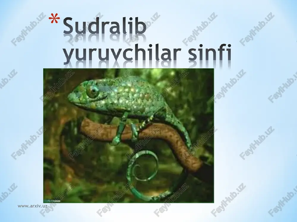 sudralib yuruychilar sinfi — PPT